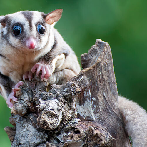 Welcome wildlife Sugar glider in backyard
