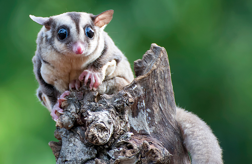 Sugar glider in backyard