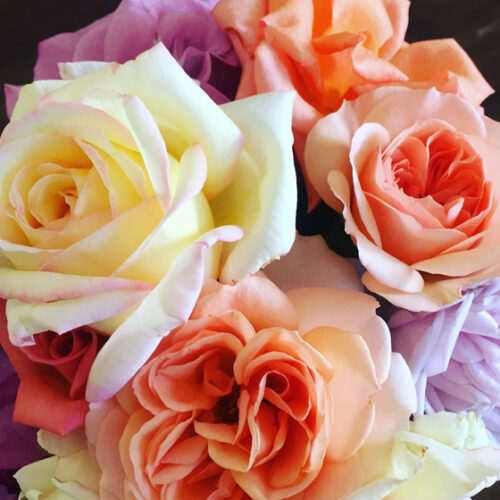 Riverland Rose and Garden Festival Roses from Riverland Rose & Garden Festival