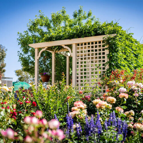 Riverland Rose and Garden Festival Riverland Rose and Garden Festival 2025