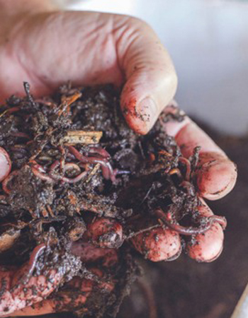 Worm farm
