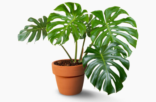 Monstera deliciosa
