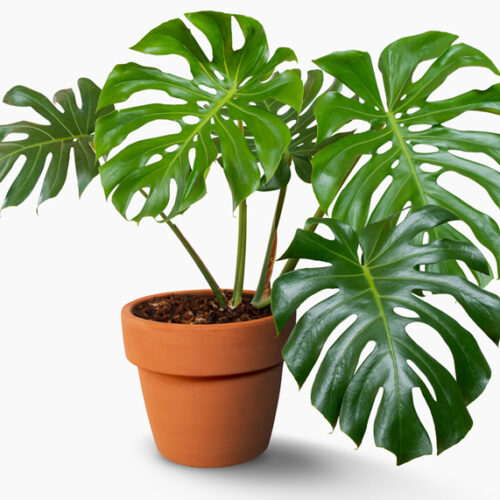 Care for monstera plants Monstera deliciosa