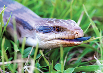 Create habitat for lizards