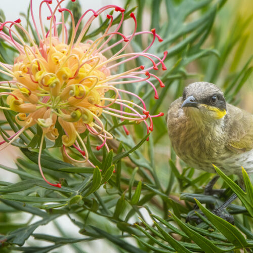 Large-flowered grevilleas