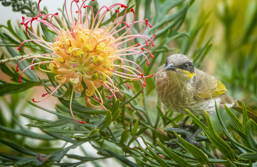 Large-flowered grevilleas