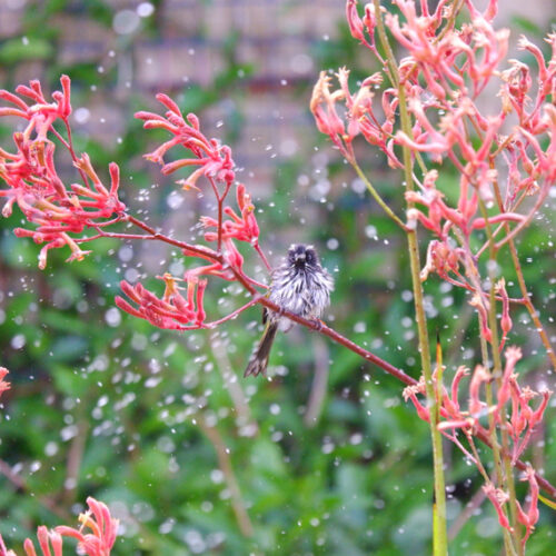 Kangaroo paws Honeyeater perched in a bush of kangaroo paw