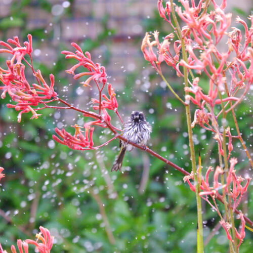 Honeyeater perched in a bush of kangaroo paw