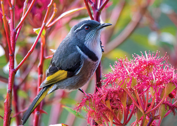 Create habitat for birds