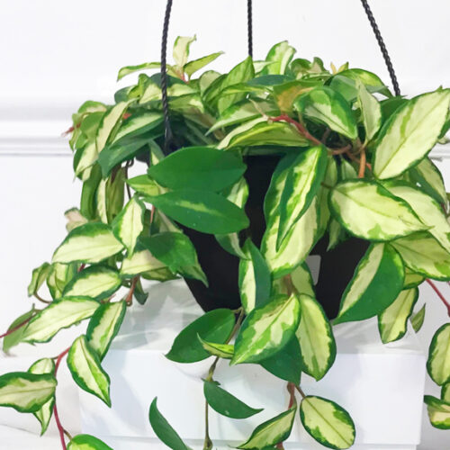 Grow hoya plants Hoya plant