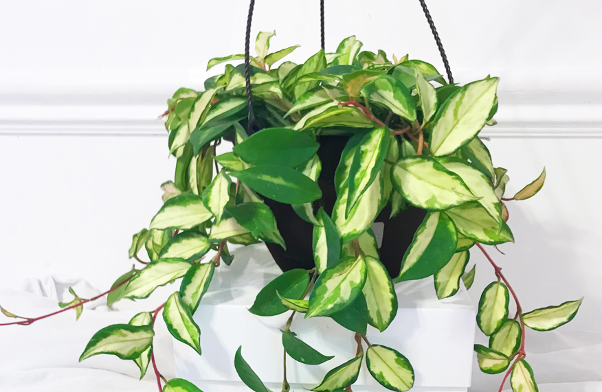 Hoya plant