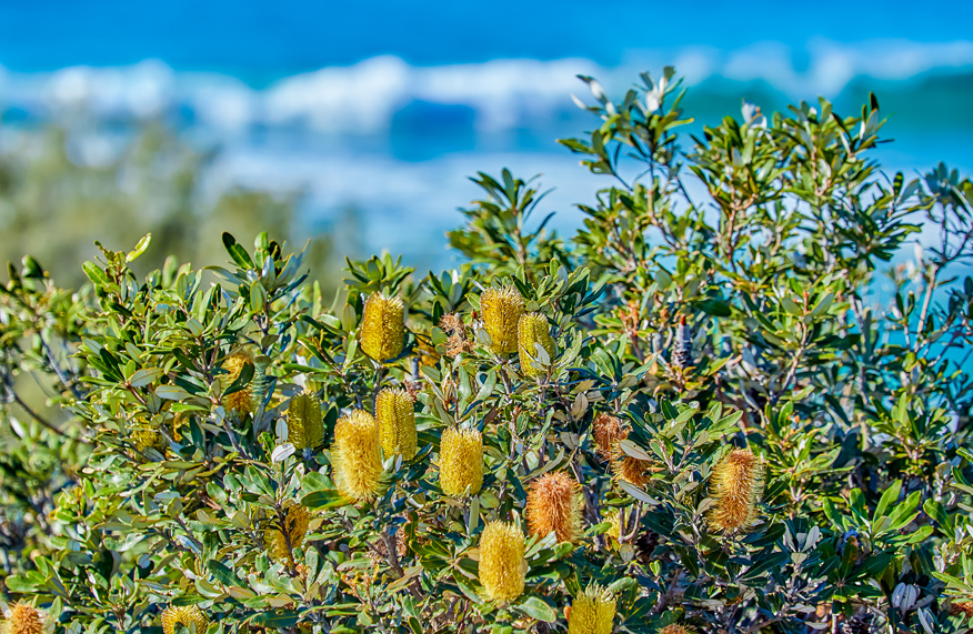 Australian native plants - Banksia