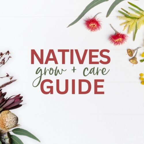 Growing Australian native plants Native plants