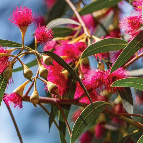 Small native trees small native trees