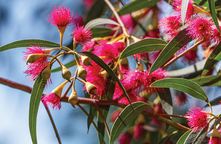 small native trees