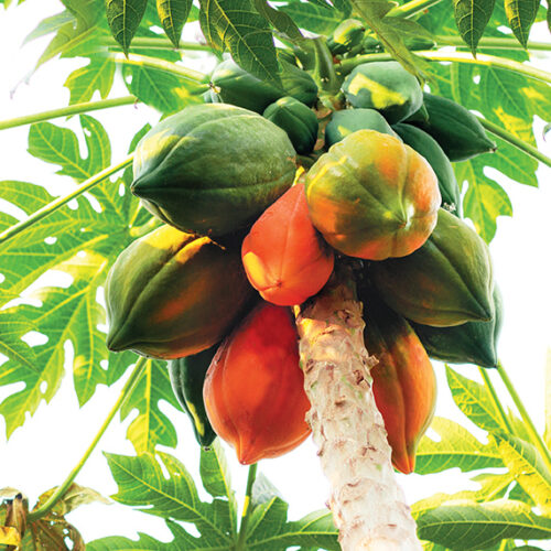 grow pawpaw