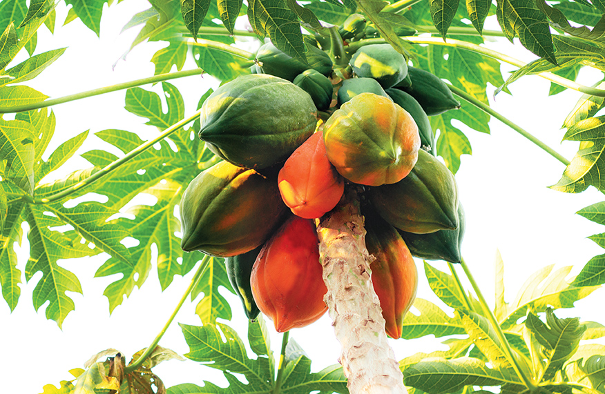grow pawpaw