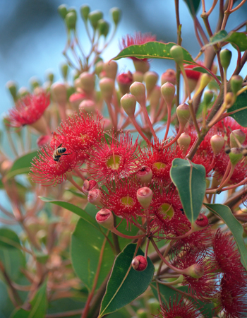 Summer flowering natives