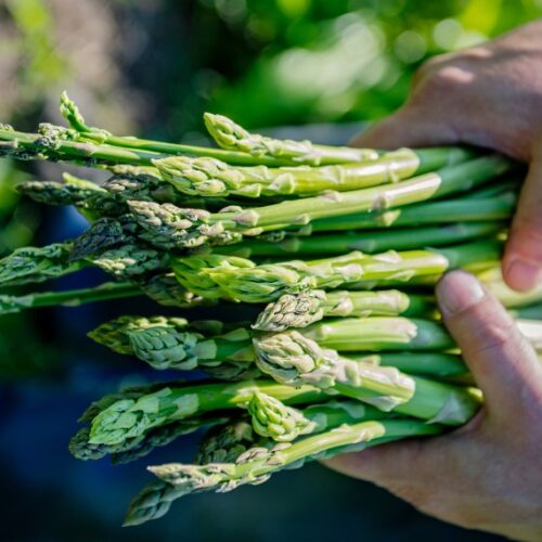 Grow asparagus grow asparagus