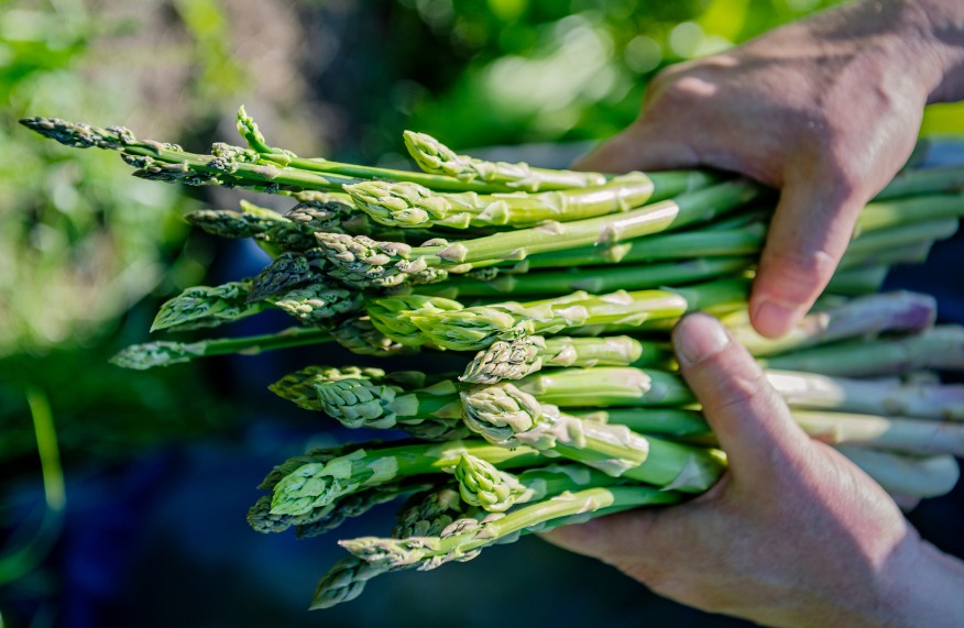 grow asparagus
