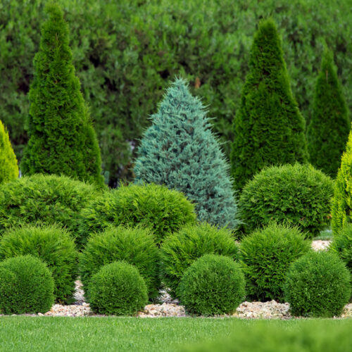 Conifer confidence Conifer