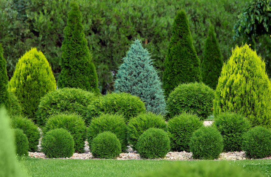 Conifer