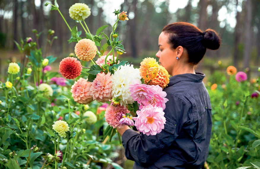 Jen Foster and dahlias