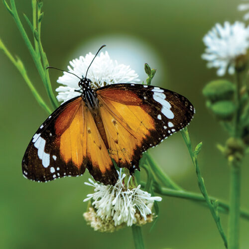 How to ID butterflies How to ID butterflies