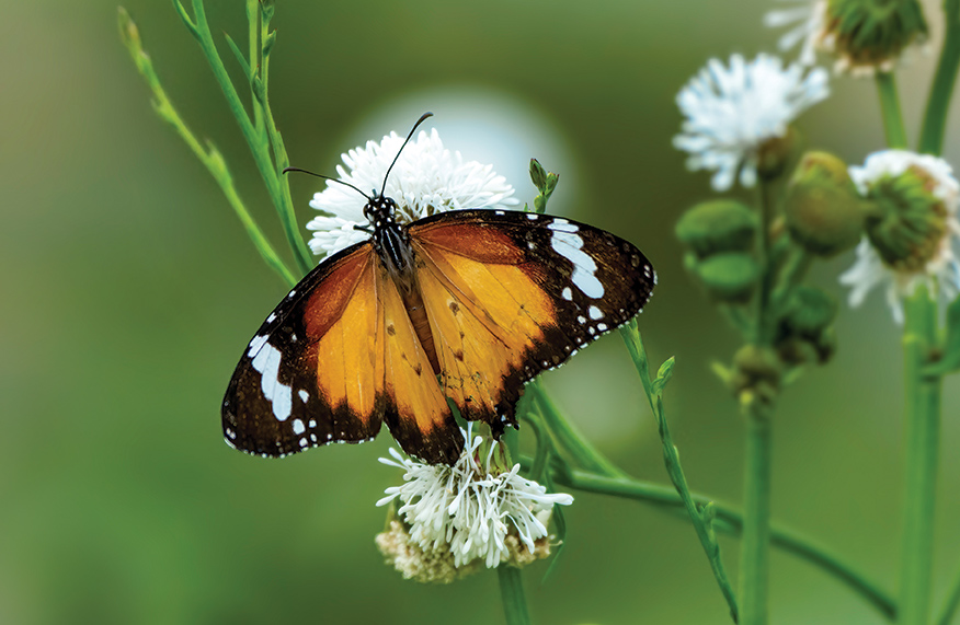 How to ID butterflies