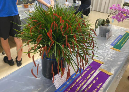 North Brisbane Orchid Society Annual Show