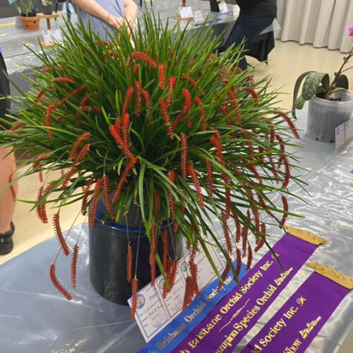 North Brisbane Orchid Society Annual Show 2024 North Brisbane Orchid Society Annual Show