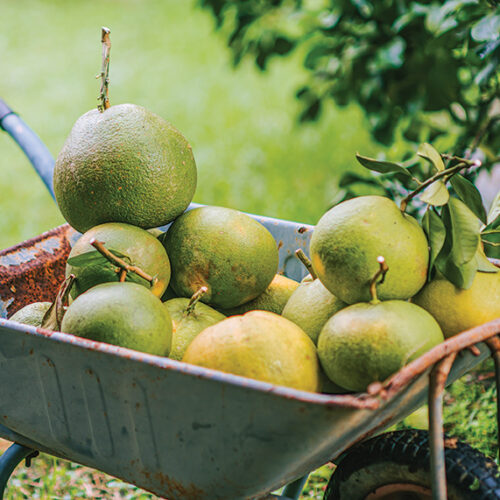 Guide to growing citrus
