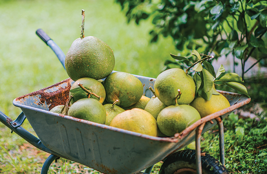 Guide to growing citrus