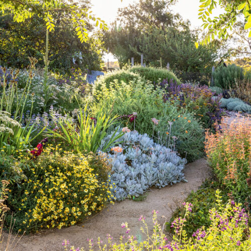 Lily Langham garden