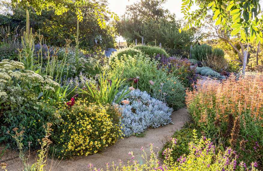 Lily Langham garden
