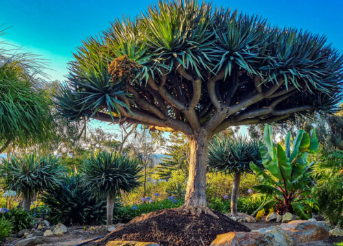 Rob's Rescue - Open Gardens South Australia