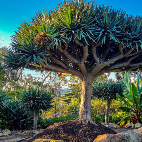 Rob's Rescue - Open Gardens South Australia