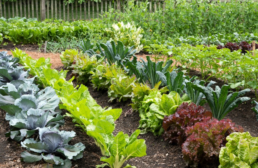 vegie patch