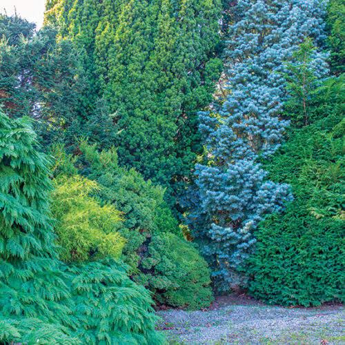 Conifers