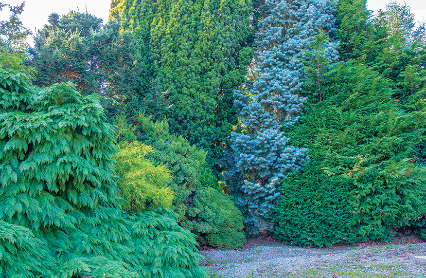 Conifers
