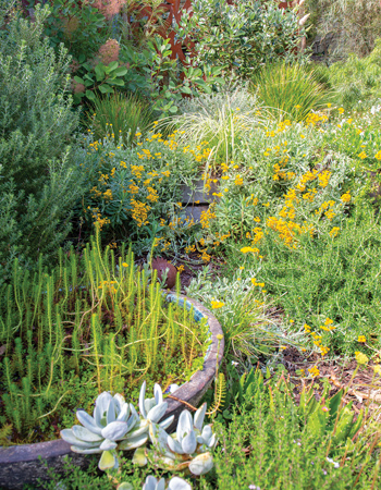 Metal screens form a decorative backdrop to plantings of Grevillea
‘Moonlight’, smokebush (Cotinus spp.), feijoa, buddleja and yellow buttons