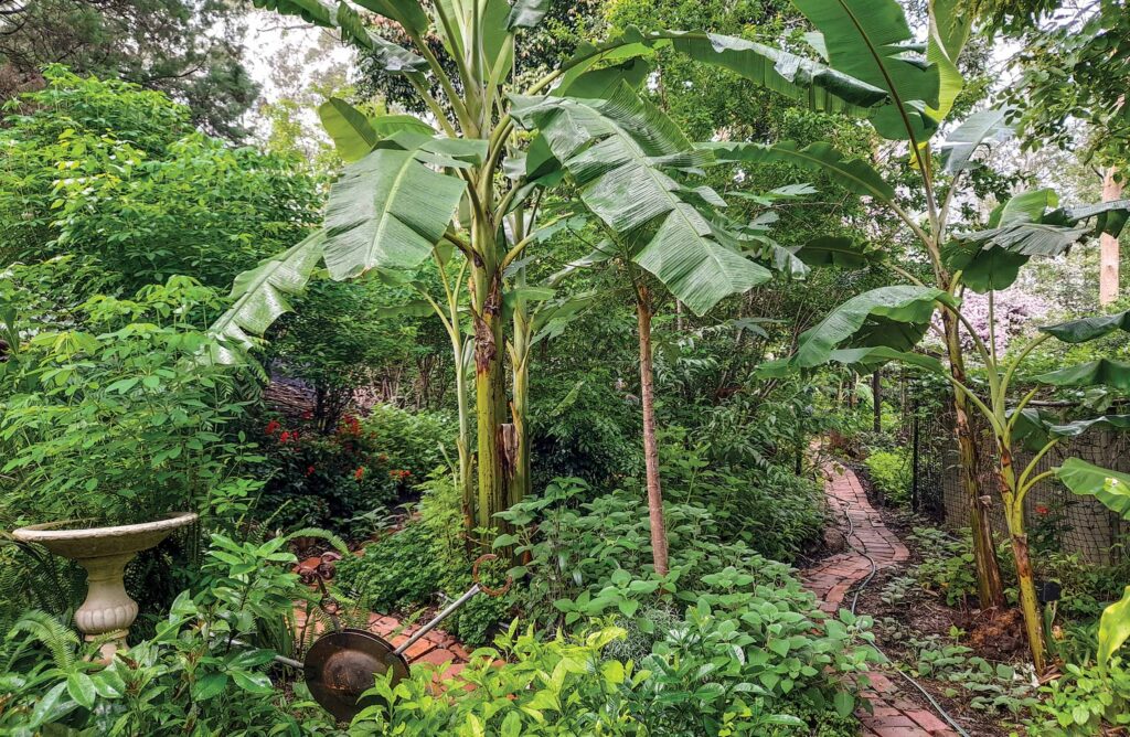 Ketah Silvester's food forest