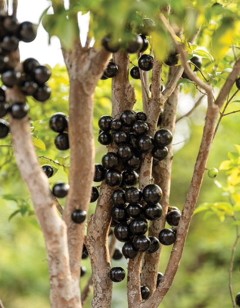 Exotic Juboticaba fruit