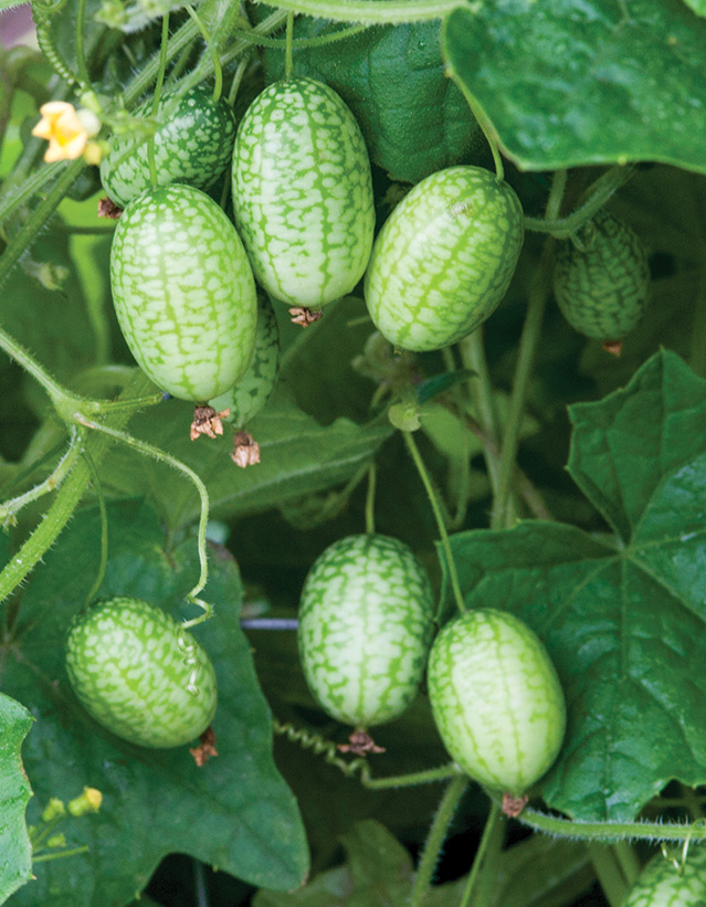 Melothria scabra