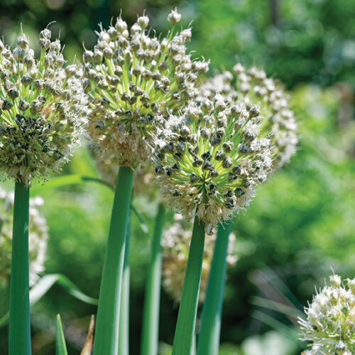 Savings plan Seed saving