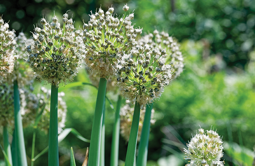 Seed saving