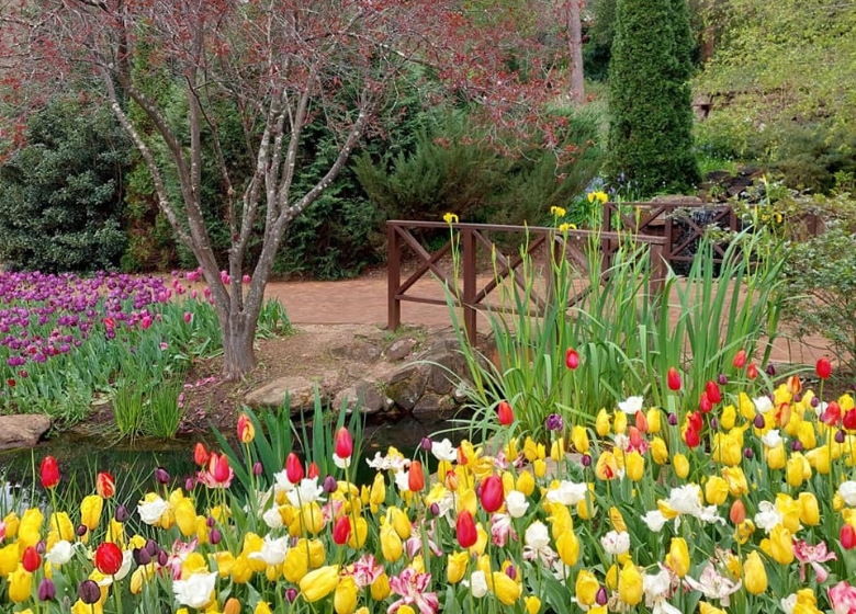 Tulip Festival