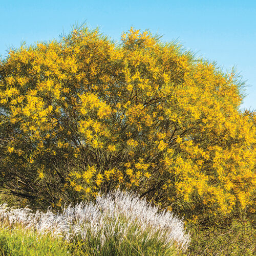 Golden glow Wattle tree
