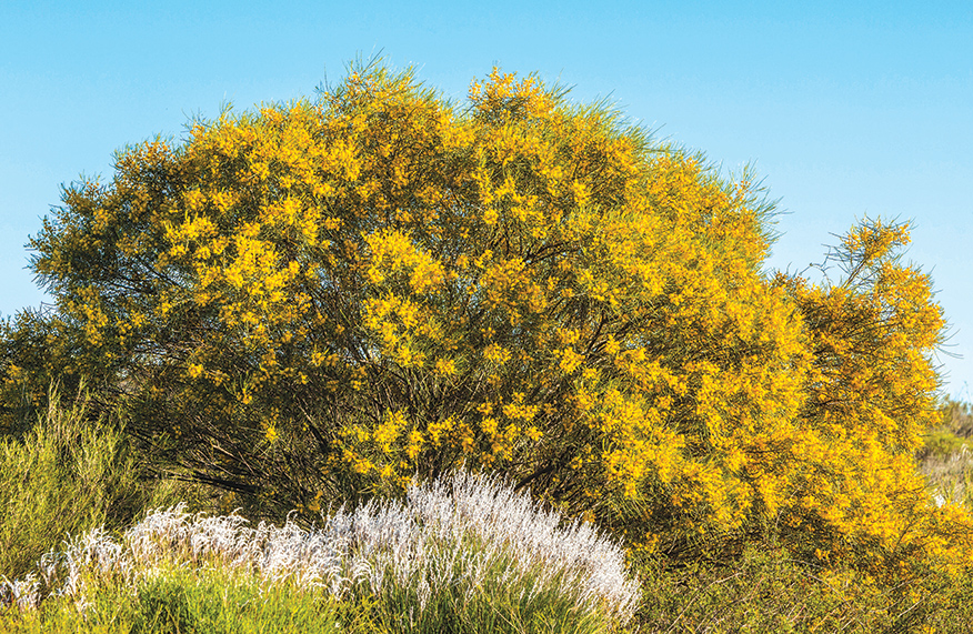 Wattle tree