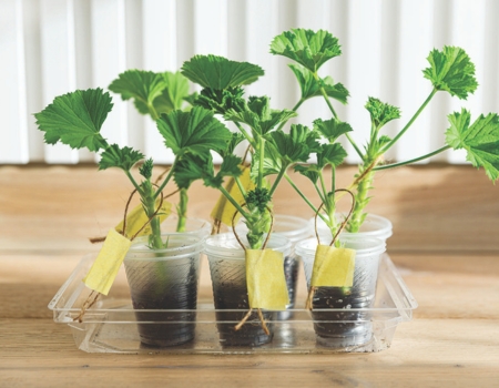 Rescue geraniums